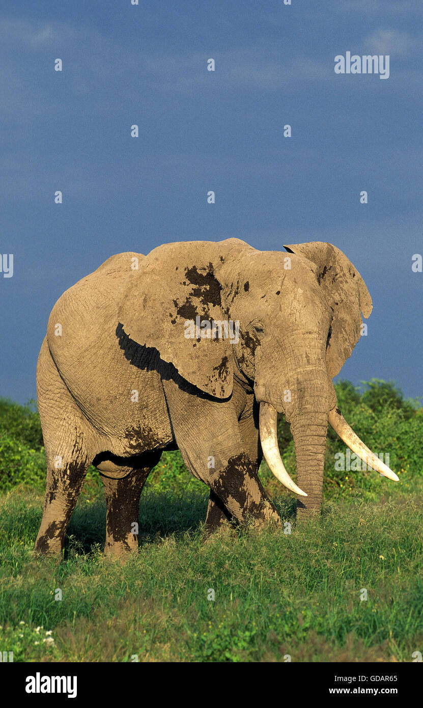 Elefante Africano Loxodonta africana, macho viejo, KENYA Foto de stock