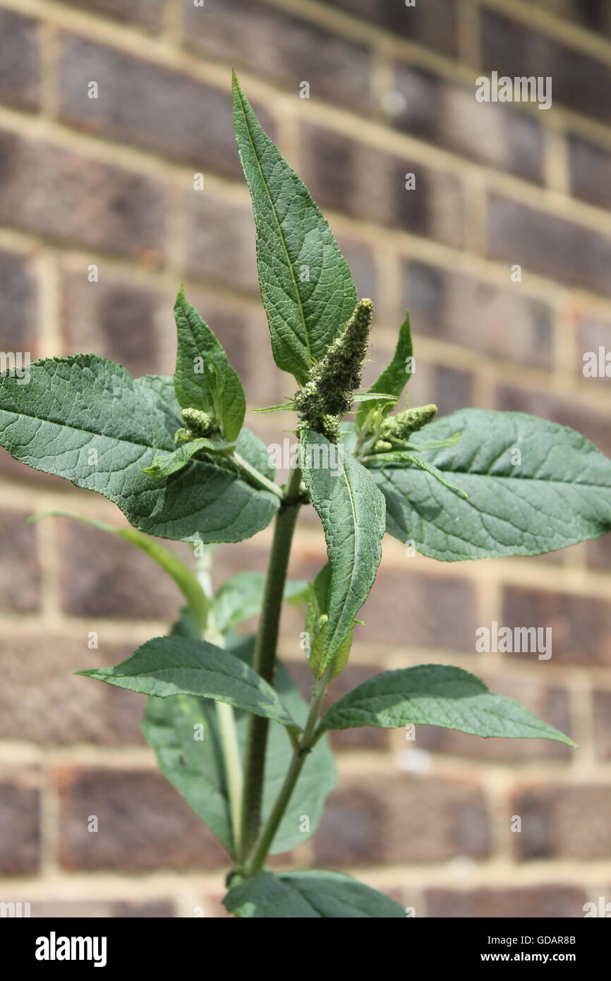 Buddleia, arbusto de mariposas, mariposas, vida silvestre, jardinería, jardín de plantas verdes, dedos Foto de stock