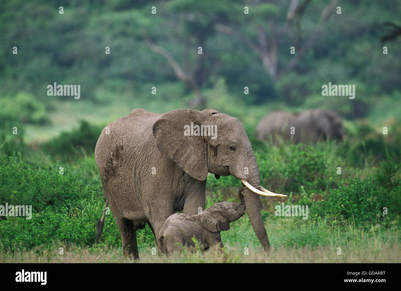 Elefante Africano Loxodonta africana, Madre de ternera, KENYA Foto de stock