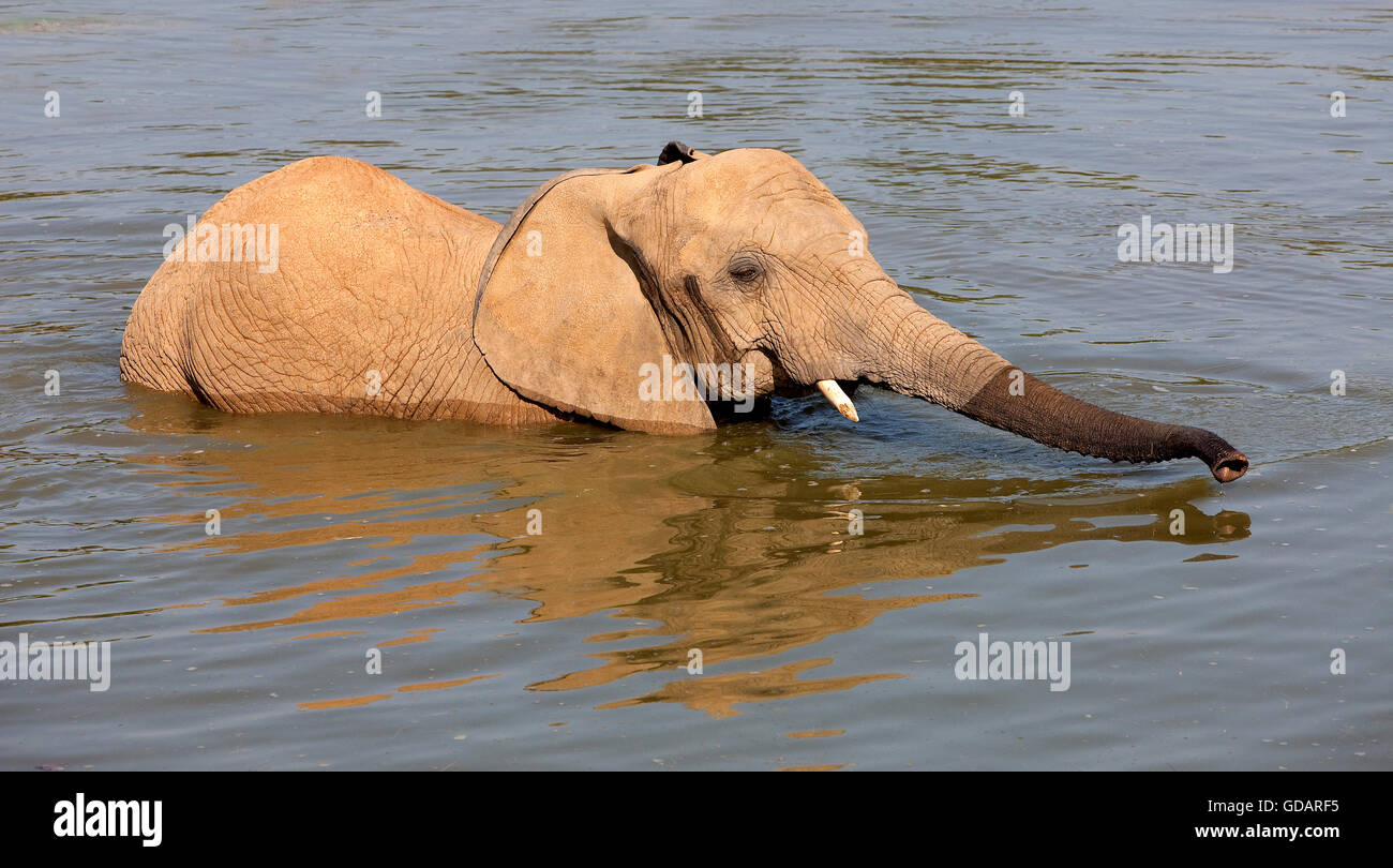 El elefante africano, Loxodonta africana, Adulto con bañera Foto de stock