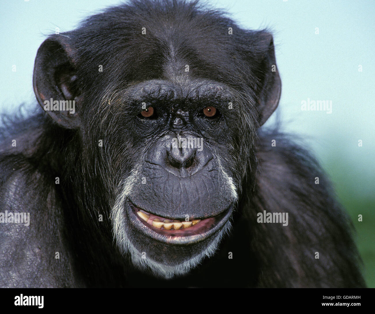 El chimpancé Pan troglodytes, retrato de adulto Foto de stock