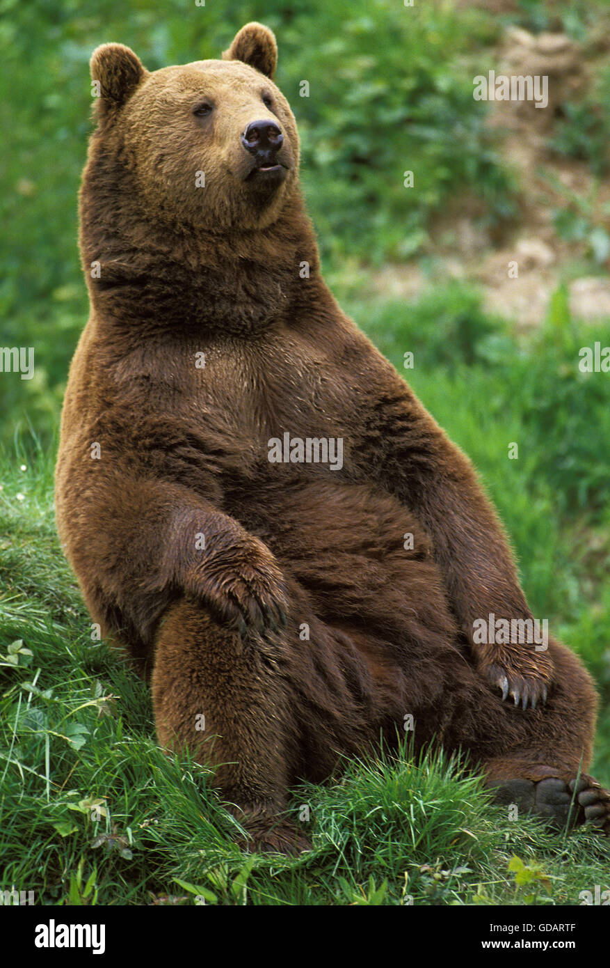 Oso Pardo, Ursus arctos, adulto sentado Foto de stock