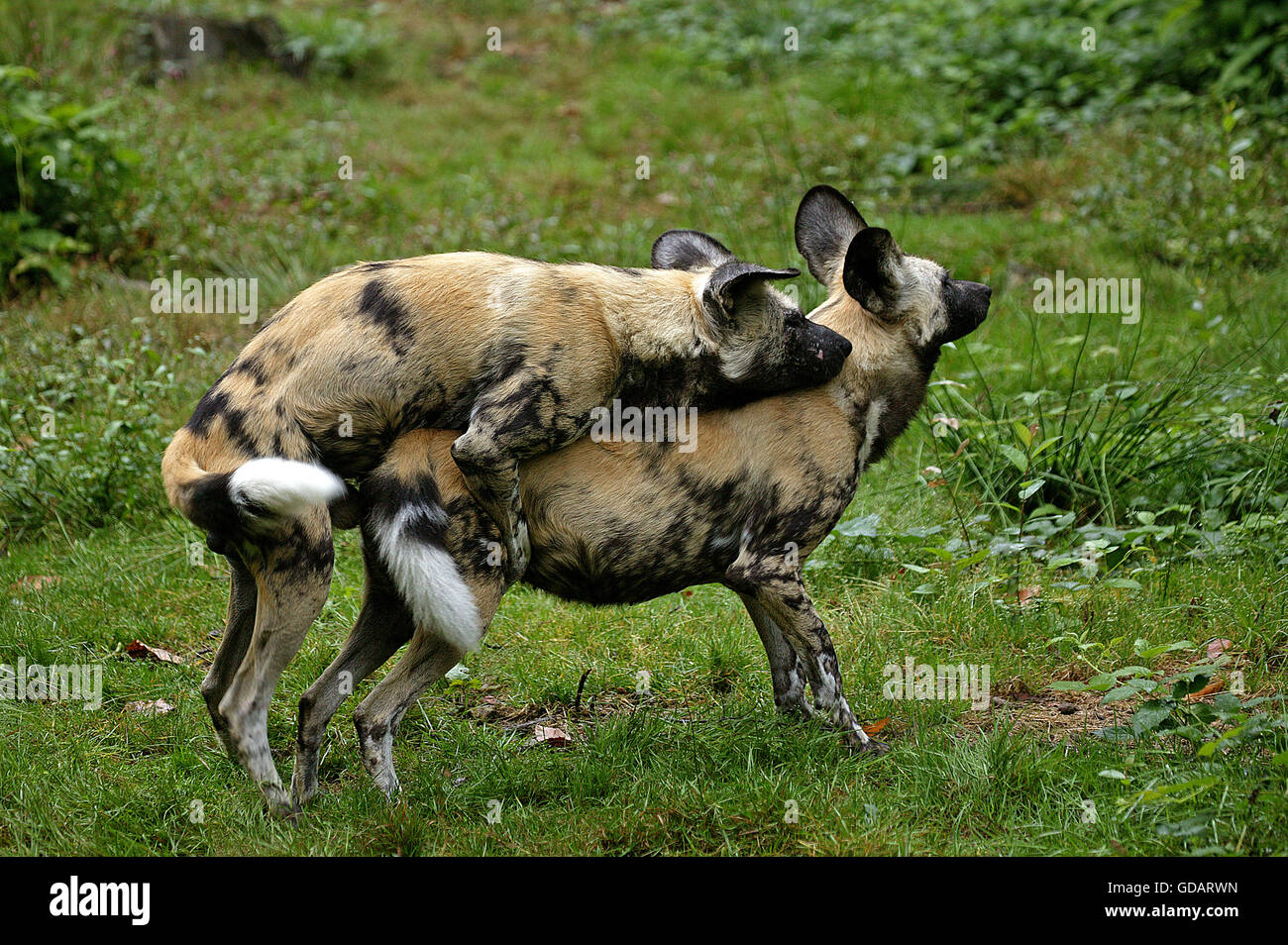 Perros salvajes africanos, lycaon pictus, par el apareamiento Fotografía de  stock - Alamy