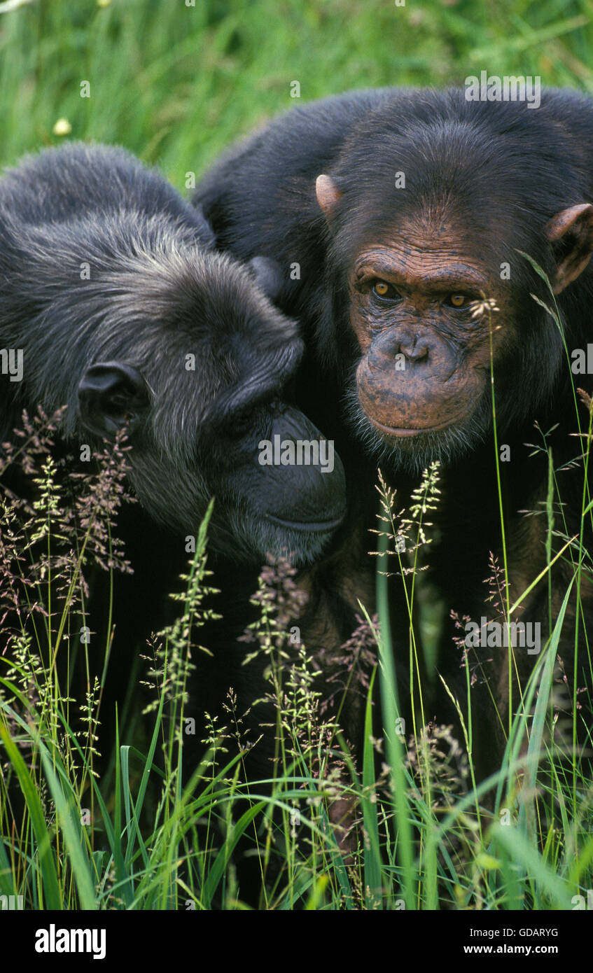 El chimpancé Pan troglodytes Foto de stock