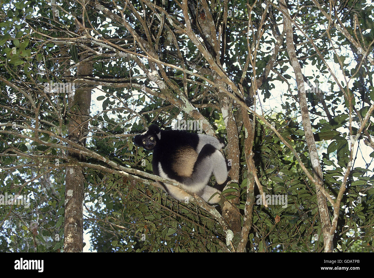 INDRI indri indri, colgando de la rama de adultos, Madagascar Foto de stock