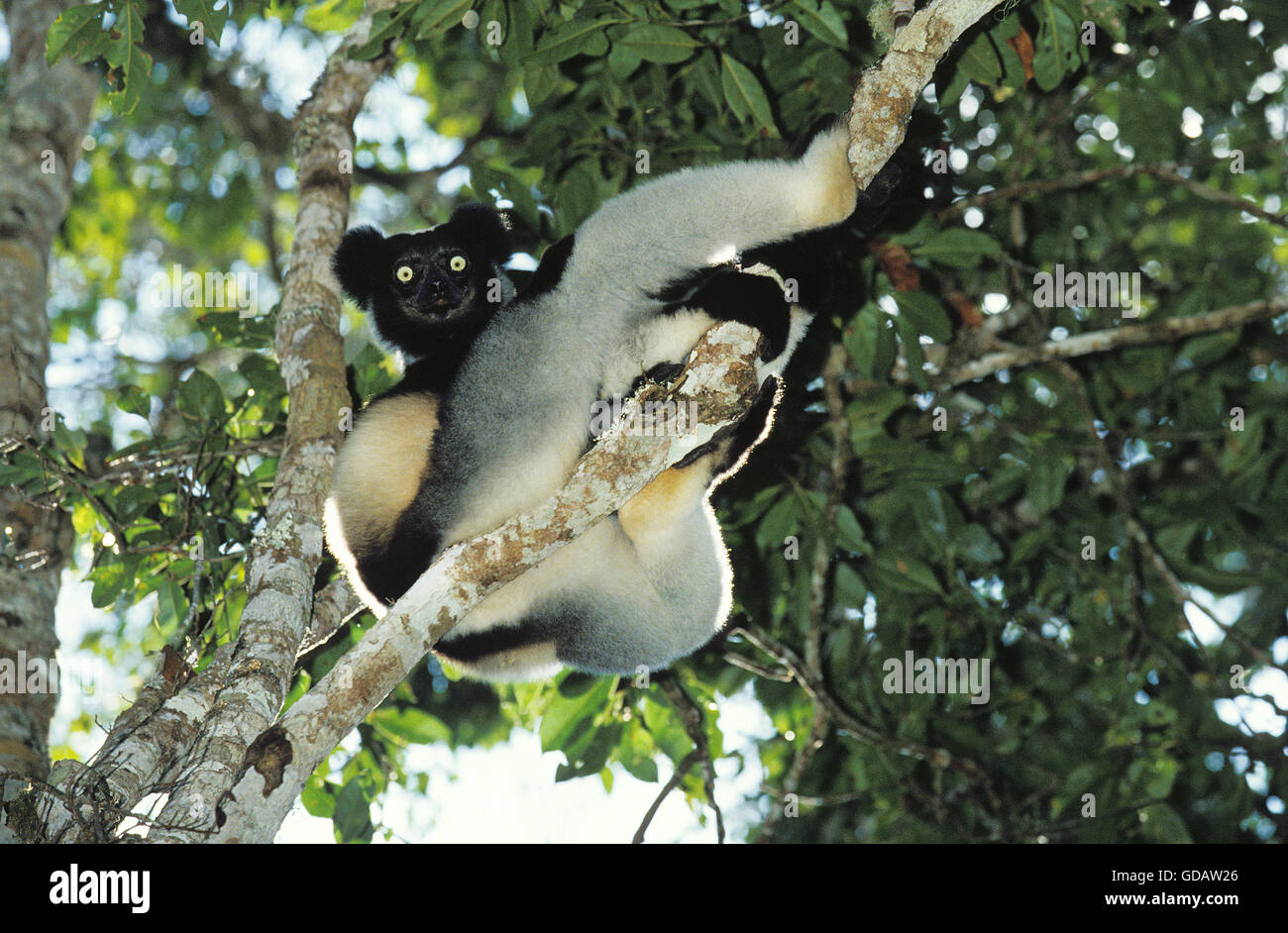 Indri indri indri, Adulto, encaramado en el árbol, Madagascar Foto de stock