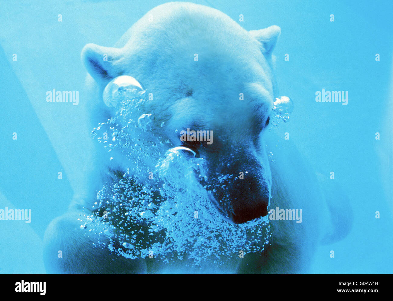 Oso Polar, Thalarctos maritimus, adulto bajo el agua. Foto de stock