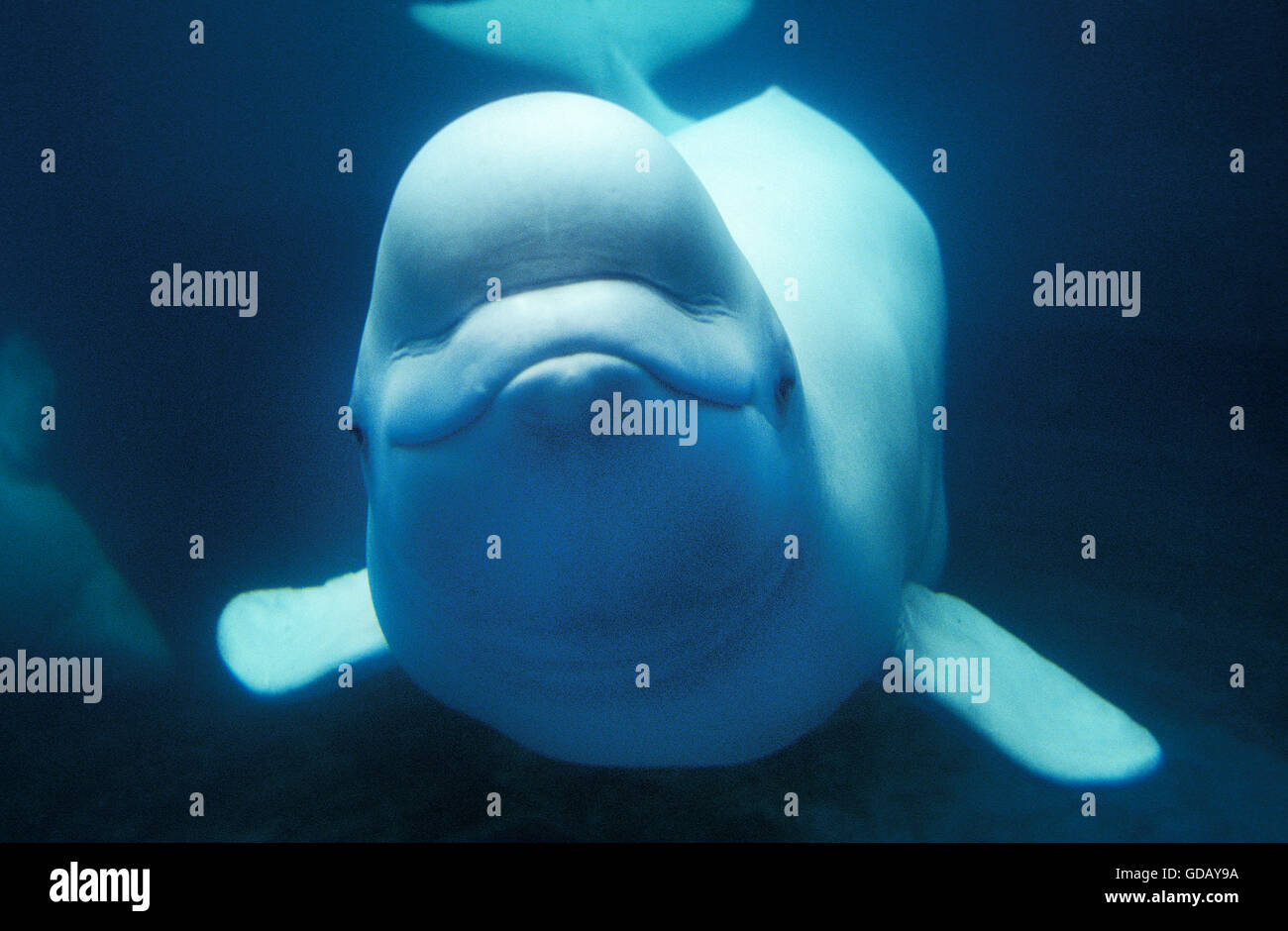 La Ballena Beluga O Ballena Blanca Delphinapterus Leucas Adulto Fotografia De Stock Alamy