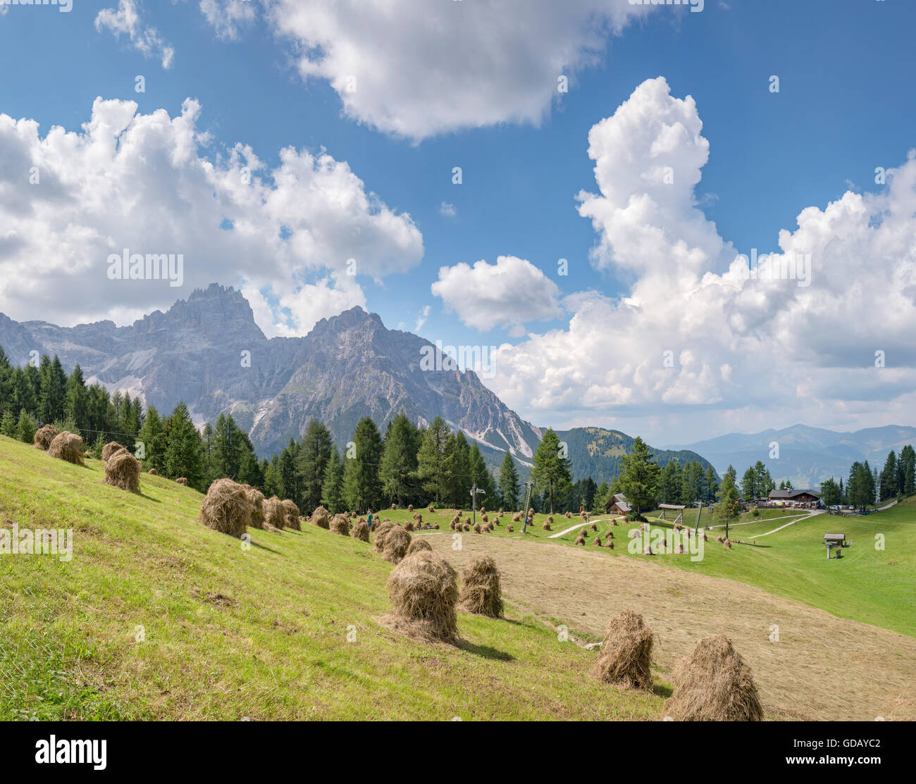 Sexten, Sesto,Italia,Montones de Heno en una pradera alpina,Rotwandwiesen Foto de stock
