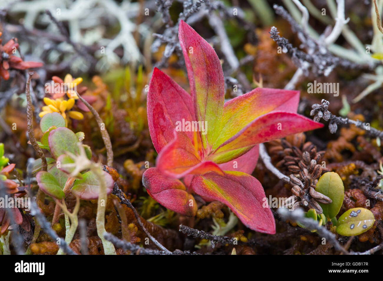 Björkliden,Europa,otoño,los colores de otoño,Laponia,plantas,Suecos,Escandinavia Foto de stock