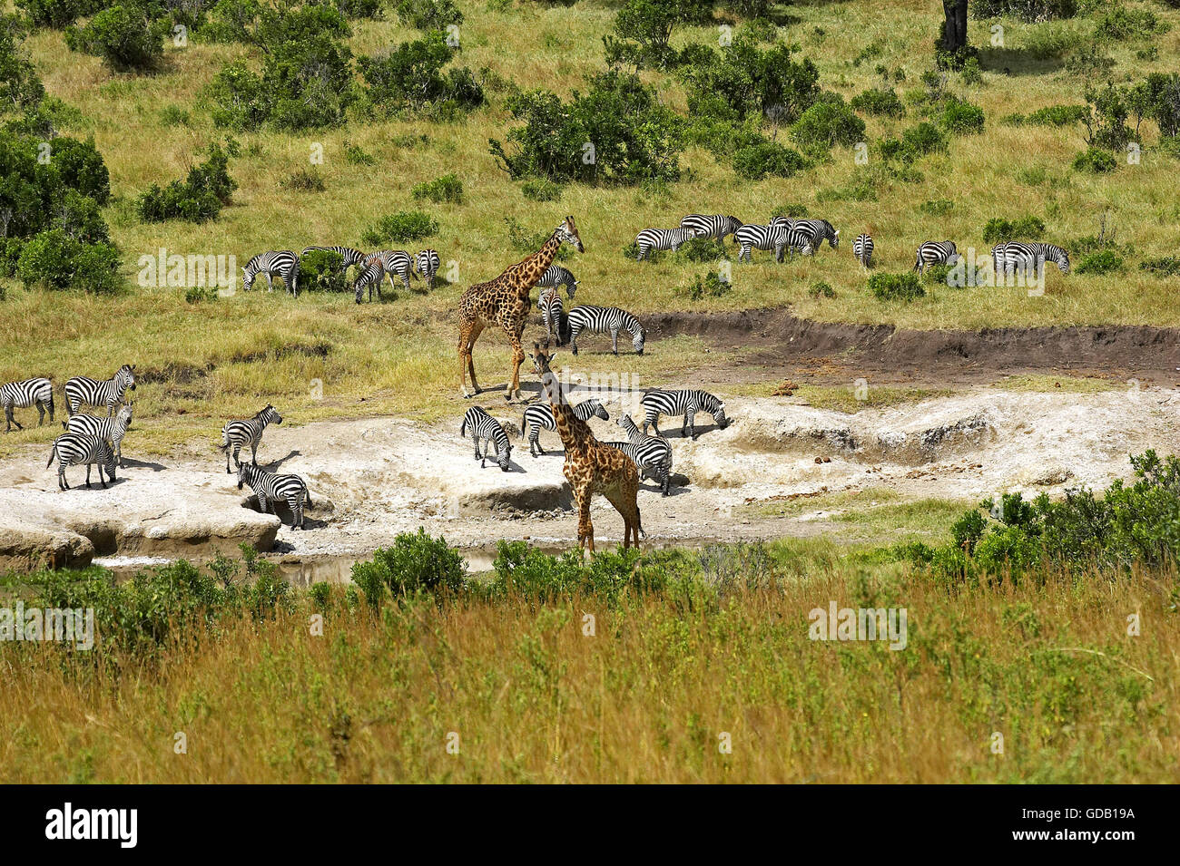 Rothschild de jirafas, giraffa camelopardalis rothschildi y Burchell, zebra Equus burchelli, rebaño de lamer la sal, el parque de Masai Mara en Kenya Foto de stock