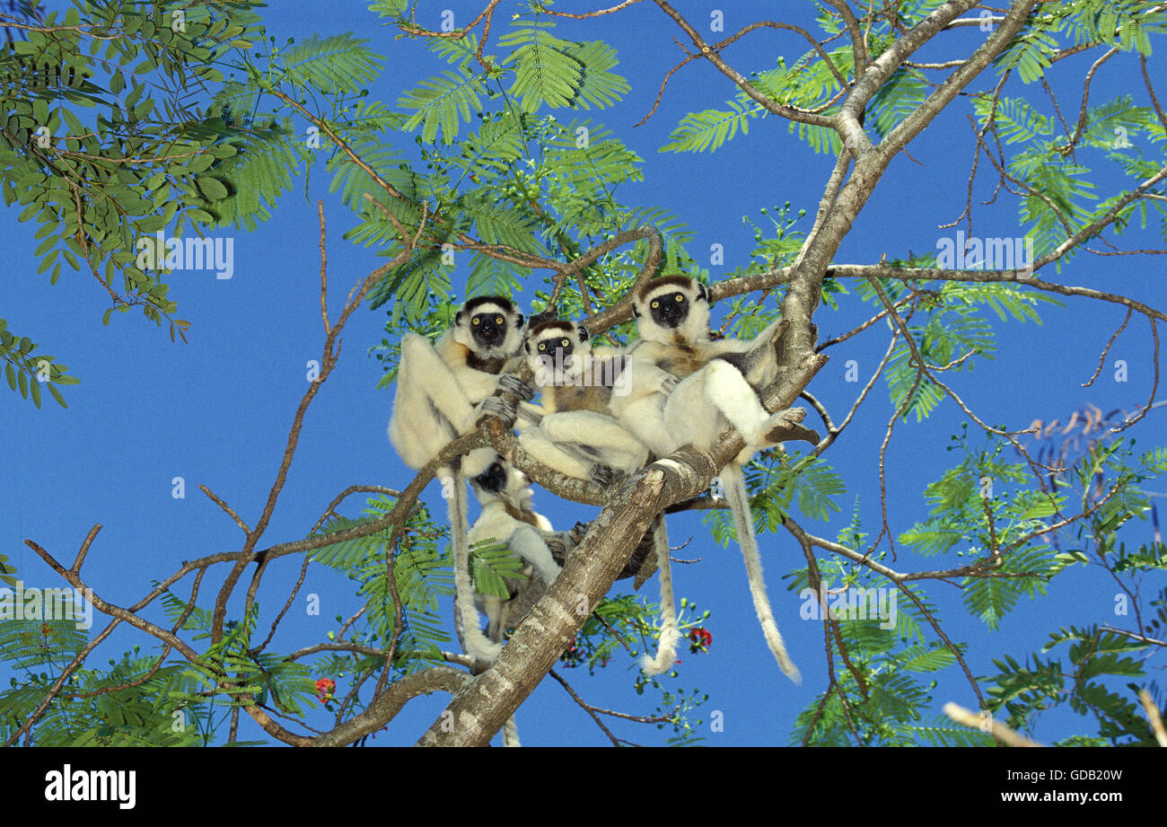 Verreaux's Sifaka, propithecus verreauxi, grupo en Árbol, Berent Reserva en Madagascar Foto de stock