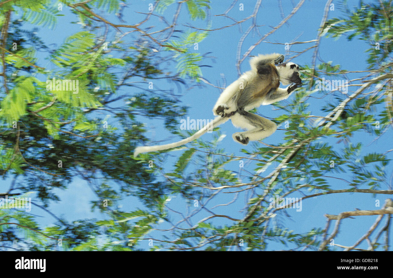 Verreaux's Sifaka, propithecus verreauxi, Adulto saltar a otra rama, Berent Reserva en Madagascar Foto de stock