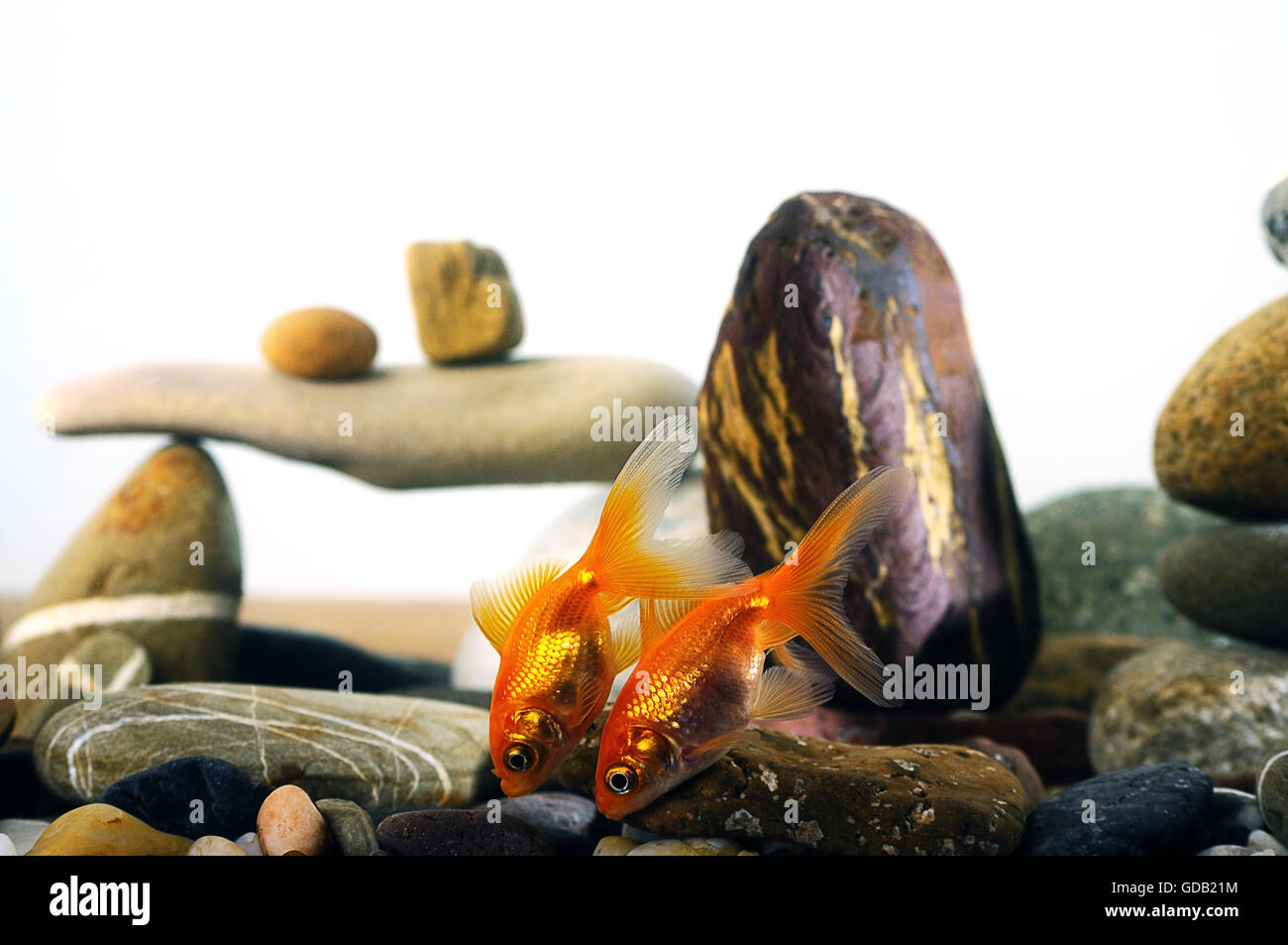 Par goldfish en el acuario más bien organizada, Zen Stone y bonito bokeh de burbujas. Foto de stock