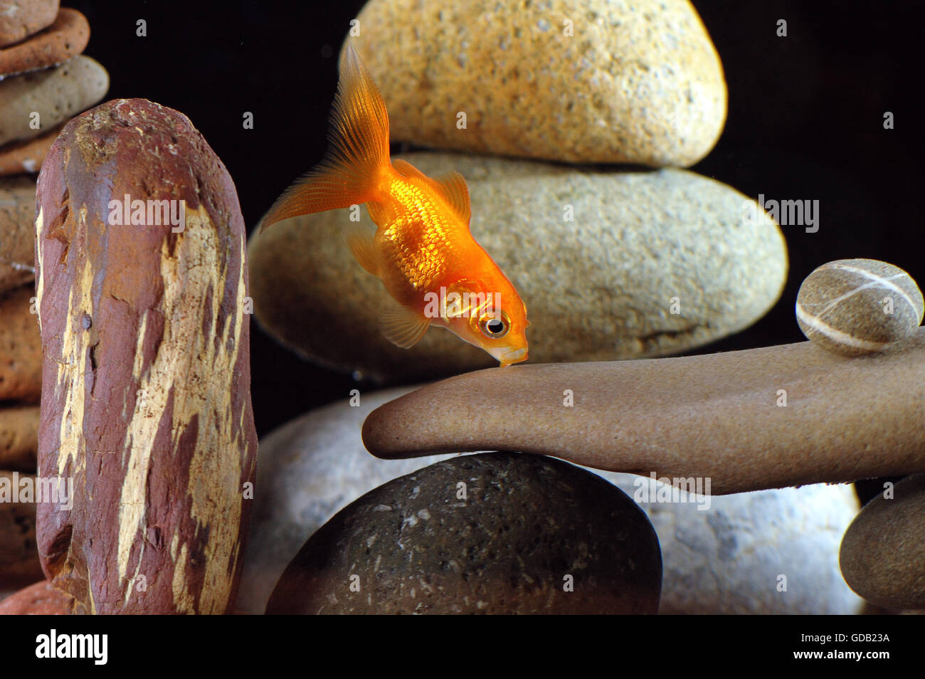 Goldfish en el acuario más bien organizada, Zen Stone y bonito bokeh de burbujas. Foto de stock