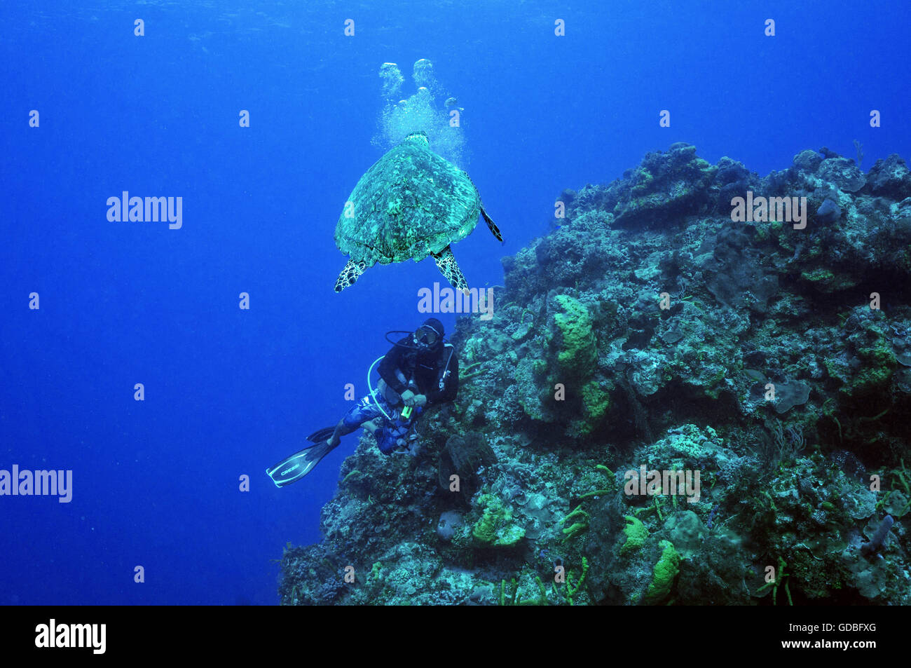 La tortuga carey y guía de buceo Foto de stock