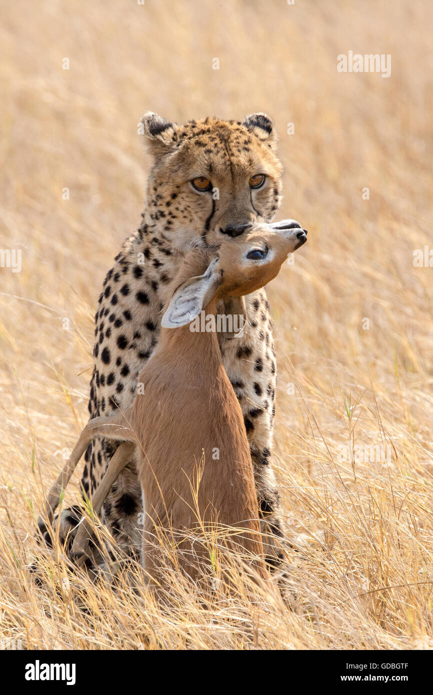 Cheetah con un kill Foto de stock