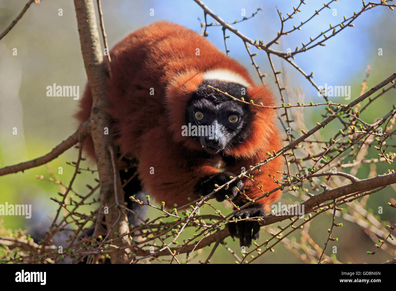Rojo ruffed lemur, (Varecia rubra), cautiva Foto de stock