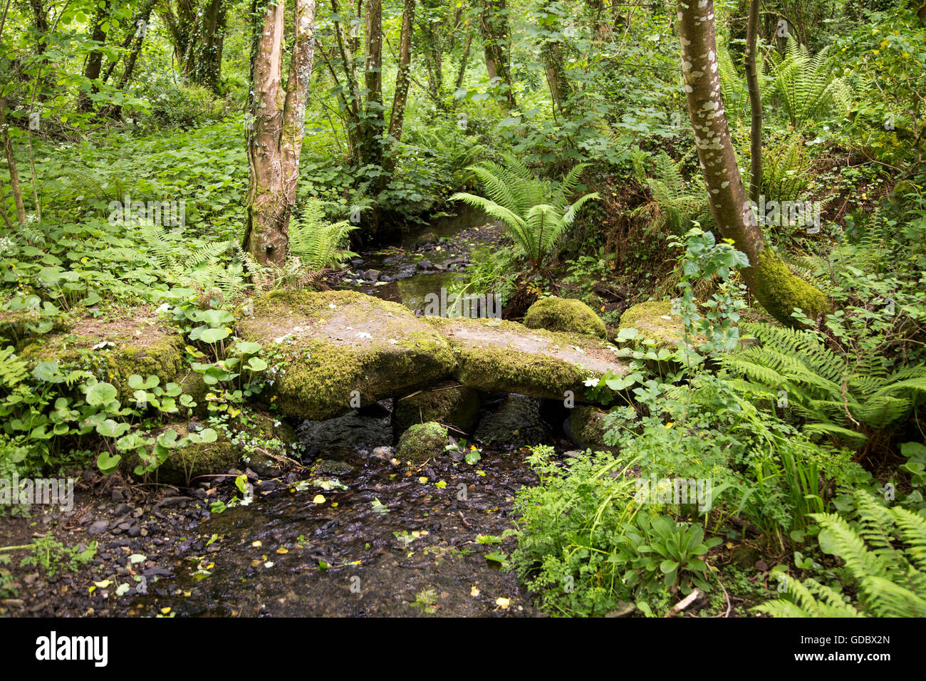 El antiguo puente de piedra en Woodland, St Keverene, península de Lizard, Cornwall, Inglaterra, Reino Unido. Foto de stock