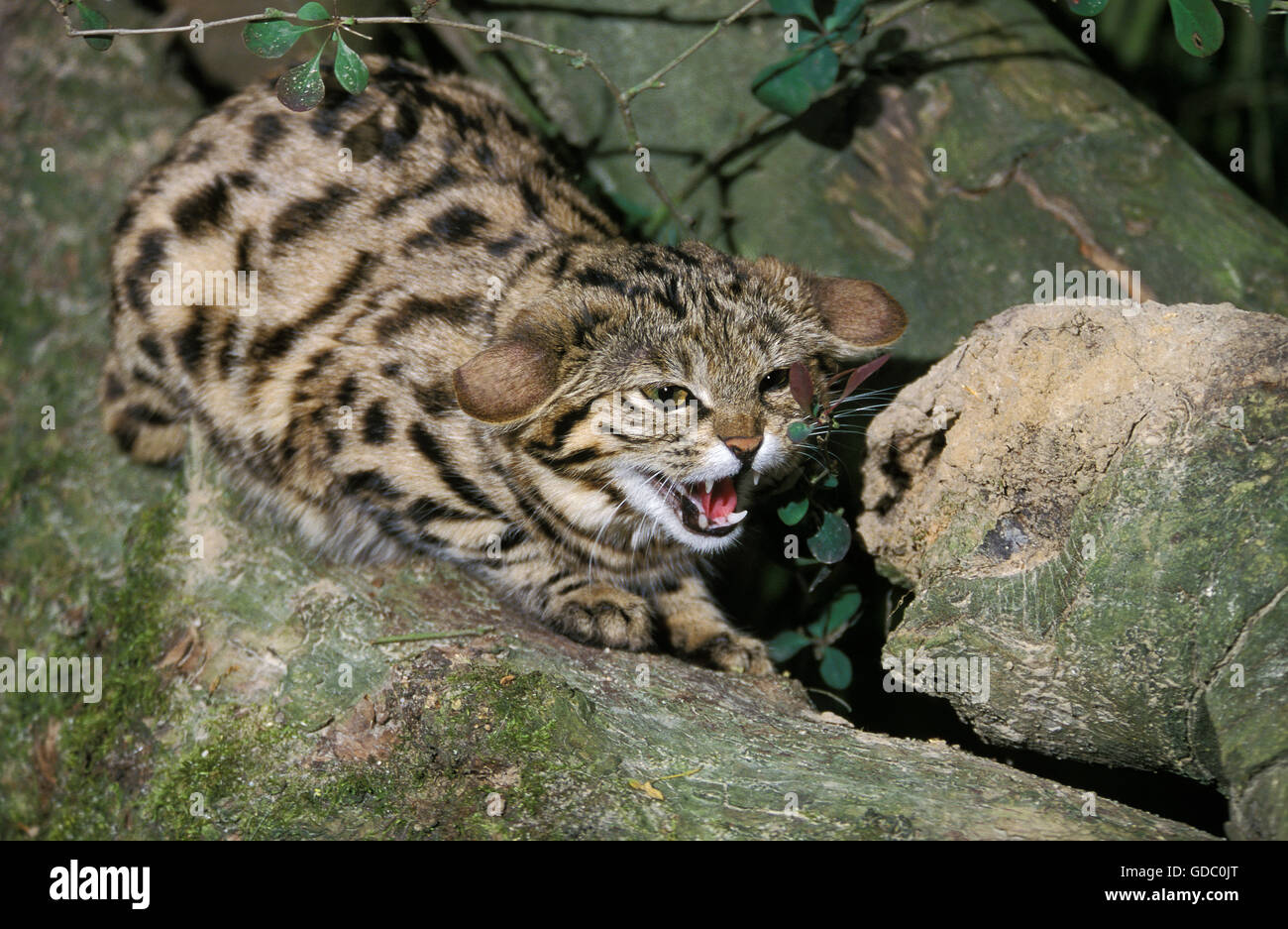 Patas negras felis nigripes, gato adulto, gruñendo en rama Foto de stock