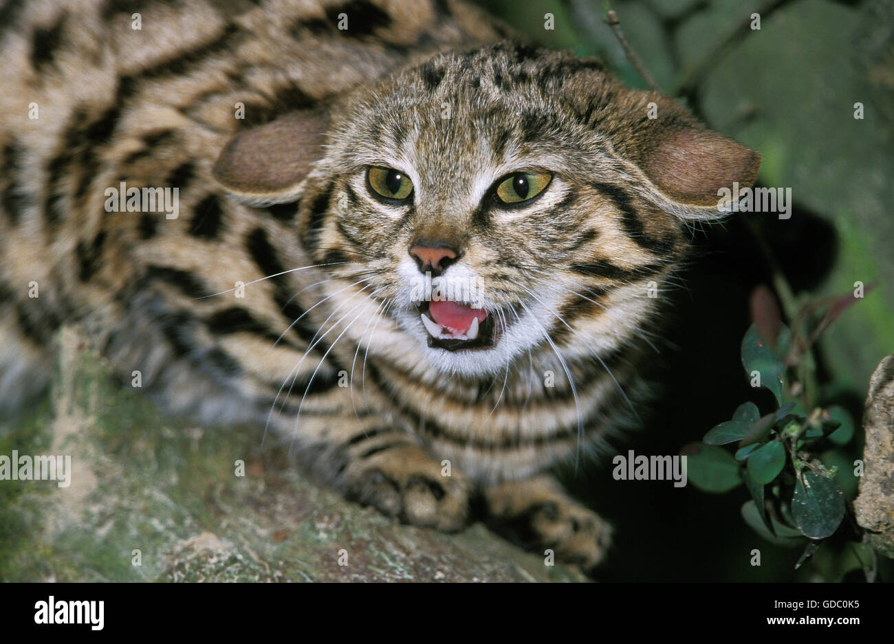 Patas negras felis nigripes, gato adulto, gruñendo, postura defensiva Foto de stock