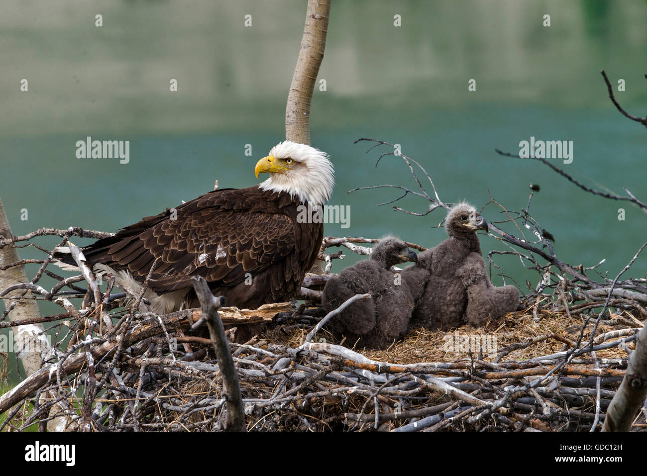 El águila calva,eagle,ave,jóvenes,para adultos,Haliaeetus leucocephalus,anidan,Yukon,Canadá Foto de stock