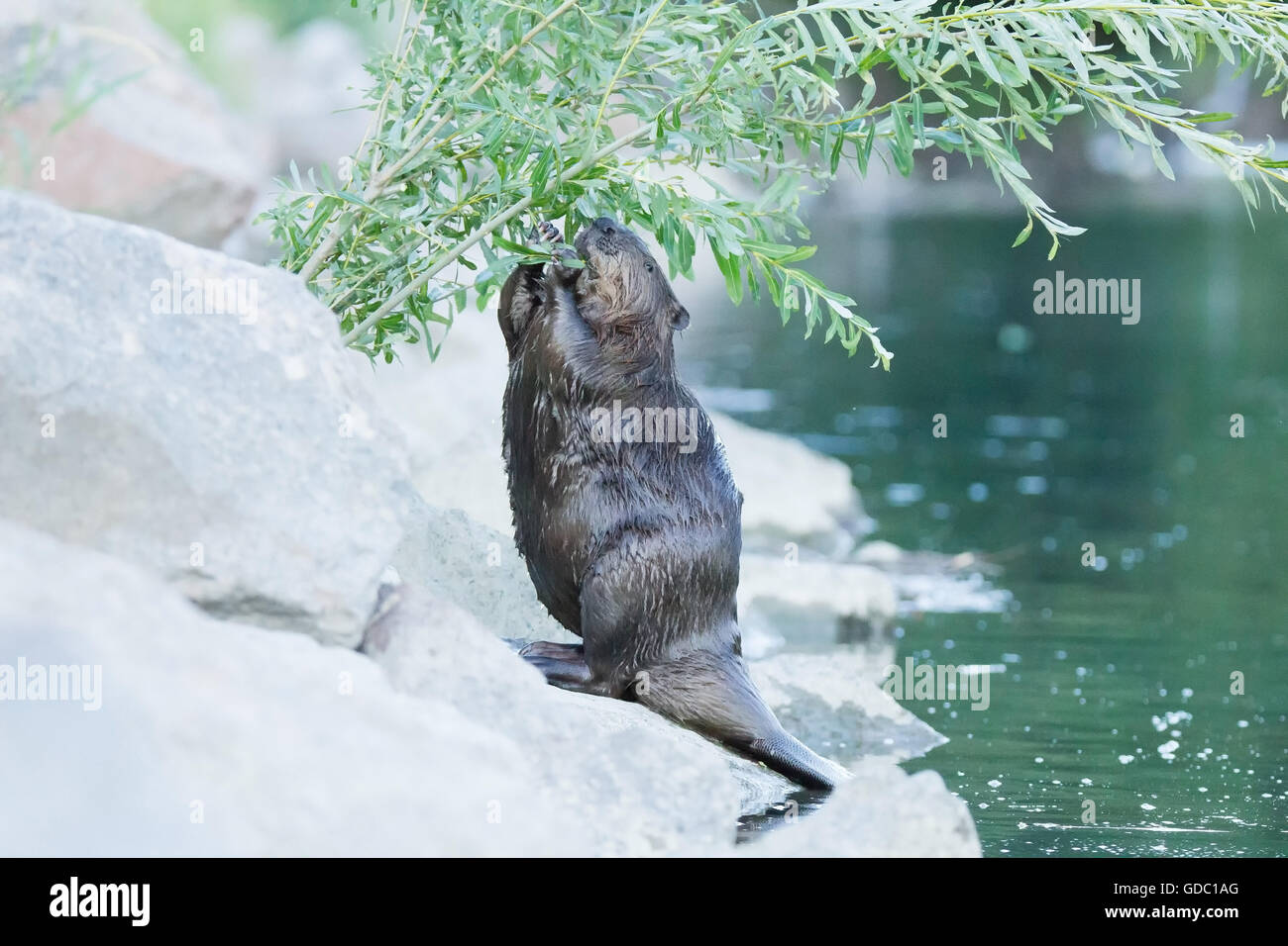 Naturaleza,Animal,Mamíferos silvestres,,Suiza,Castor,beaver,Roedores Foto de stock