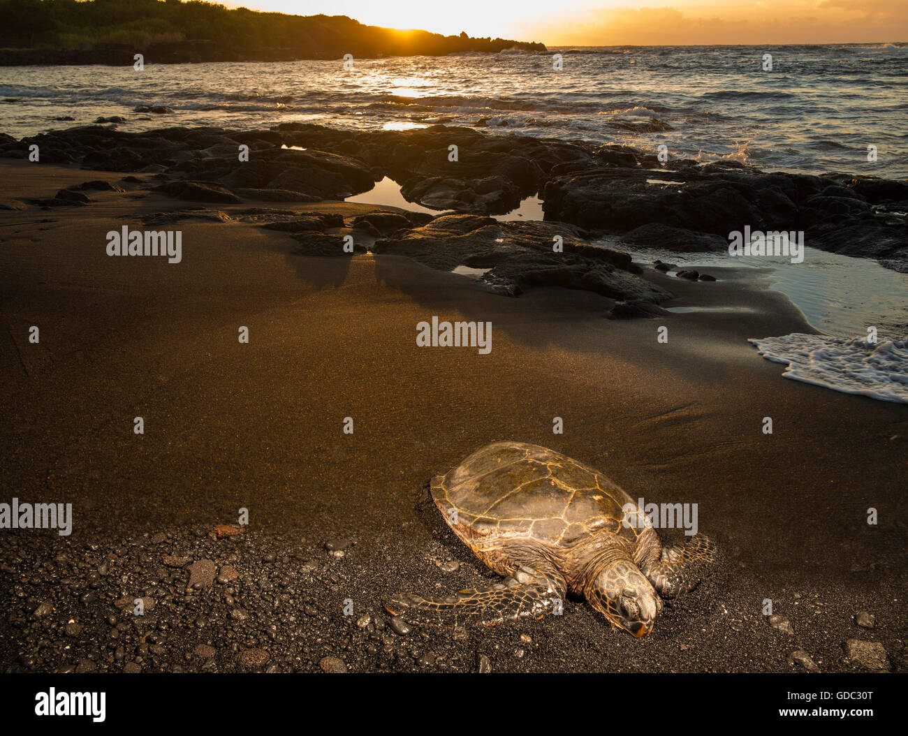 Isla Grande,tortuga,Punaluu,playa de arena negra, Big Island,ESTADOS UNIDOS,Hawaii,Latina,animales,animal,Volcanical,lava Foto de stock