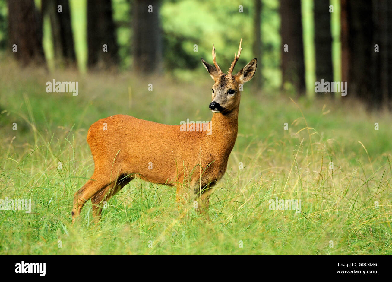 Los corzos en la madera, el bosque, Foto de stock