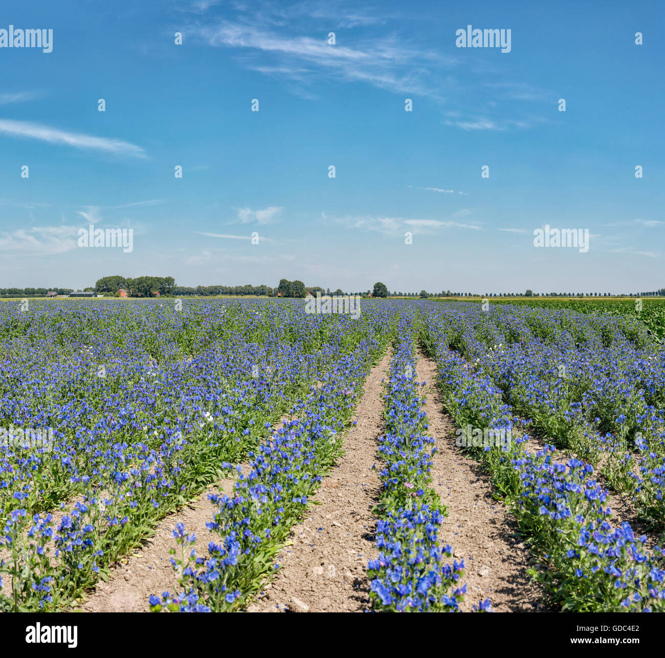 Sint-Maartensdijk,Zeeland,flores azules cultivadas en fila tras fila Foto de stock