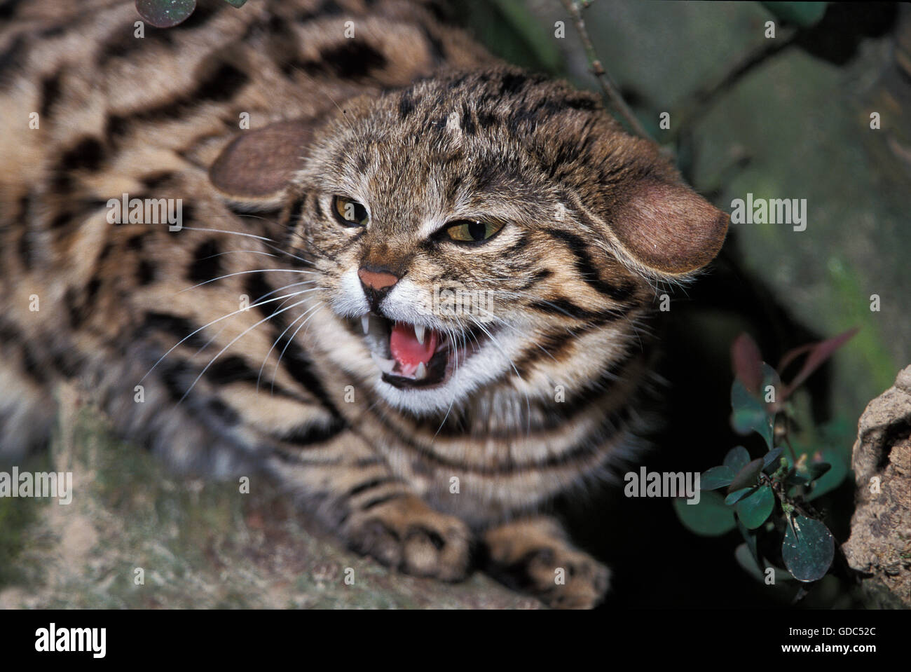 Black-Footed Cat, felis nigripes, Adulto Gruñendo, en postura defensiva Foto de stock