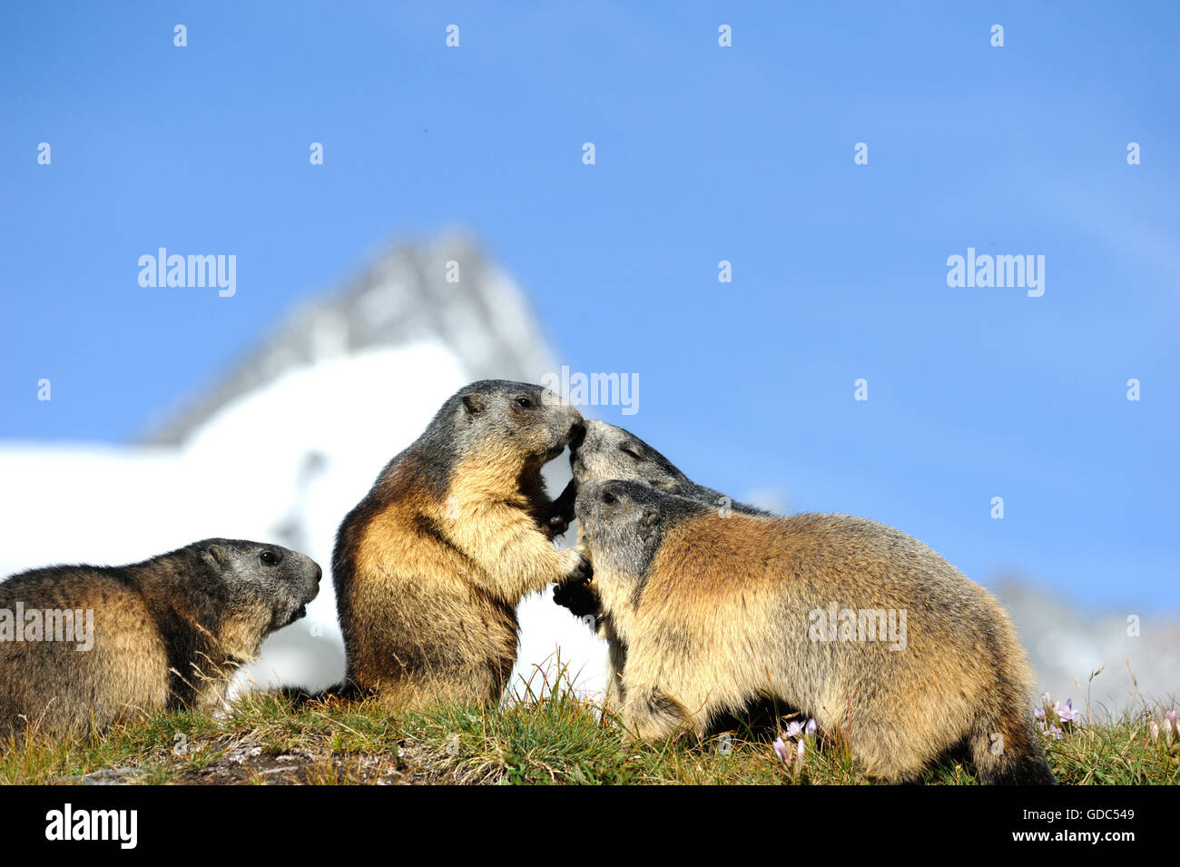 Marmota Foto de stock