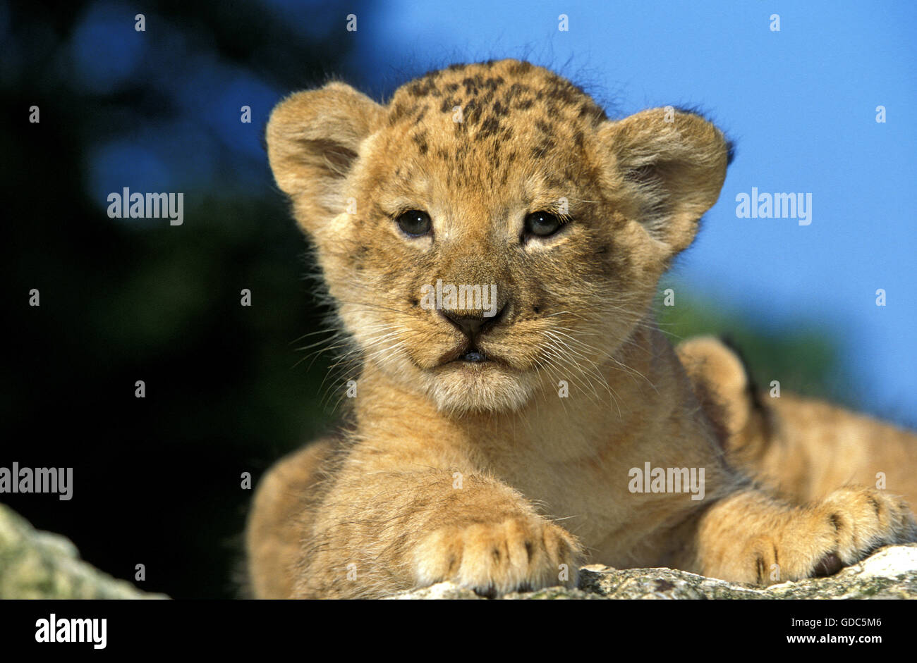 León Africano, Panthera leo, Cub Foto de stock