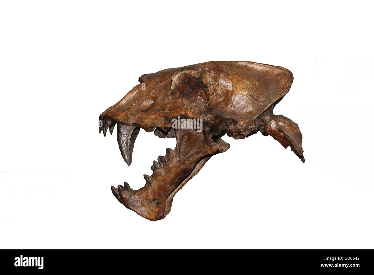 Cráneo de cimitarra homotherium Cat, suero, Gato dientes de sable se extinguieron hace 10 000 años, Museo, Museo de Beringia, Yukon, Canadá Foto de stock