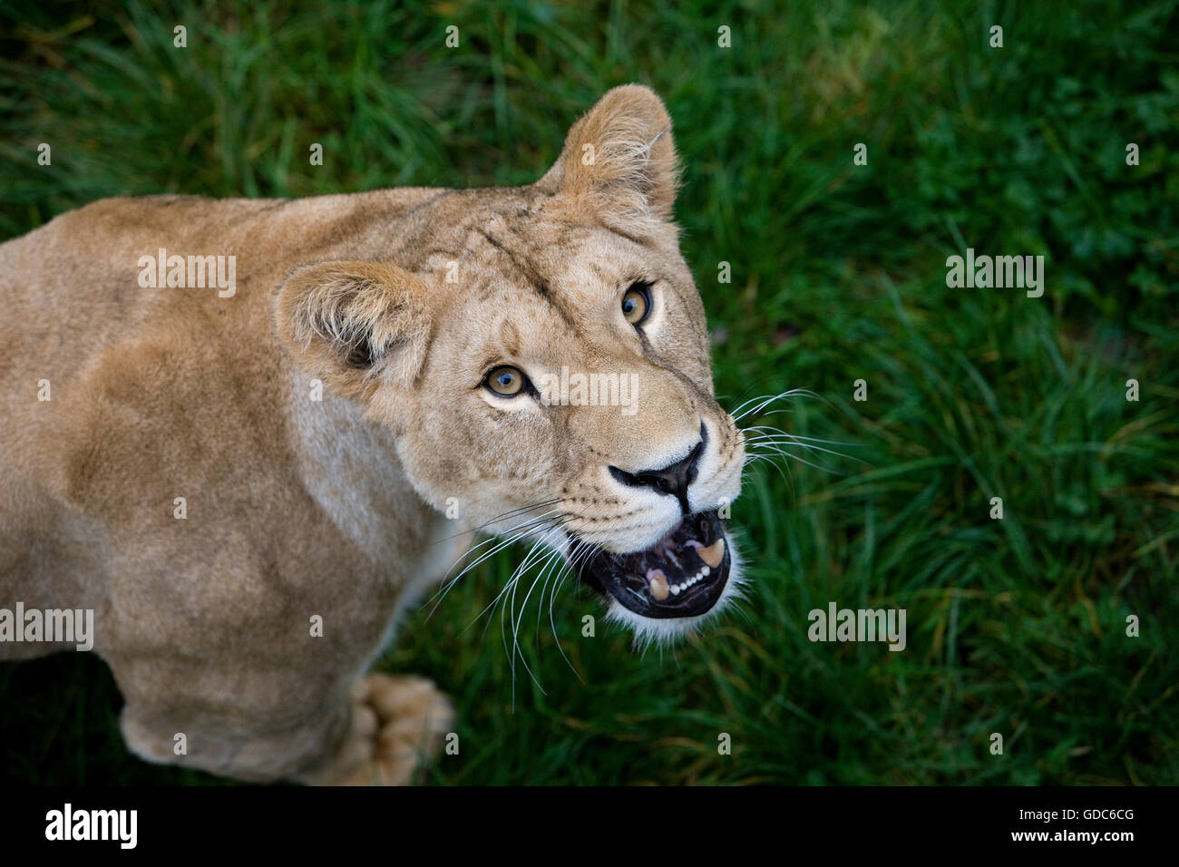 León Africano, Panthera leo, hembra Foto de stock