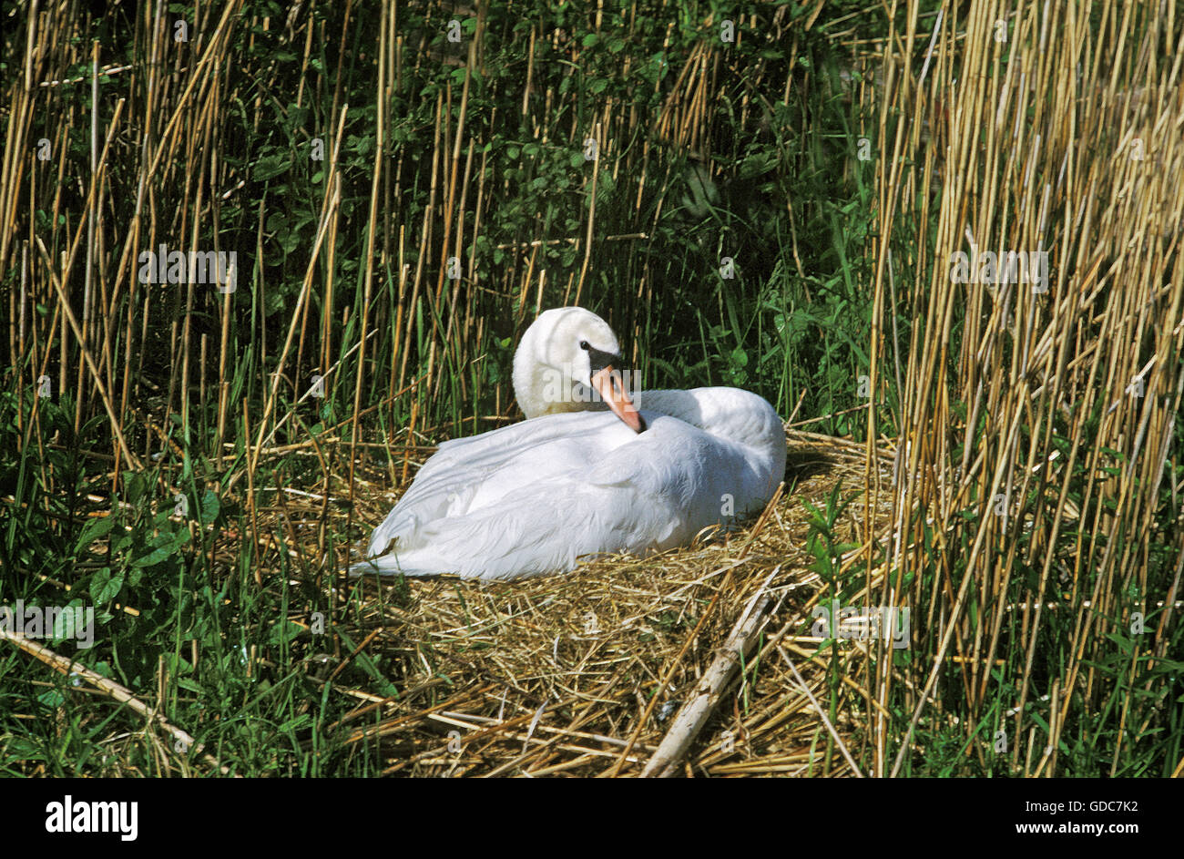 Cisne Cygnus olor, adulto en el nido Foto de stock