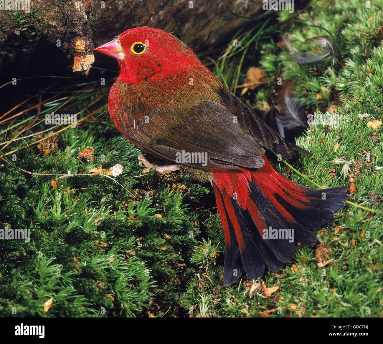Red-Billed, lagonosticta senegala Firefinch, hembra Foto de stock