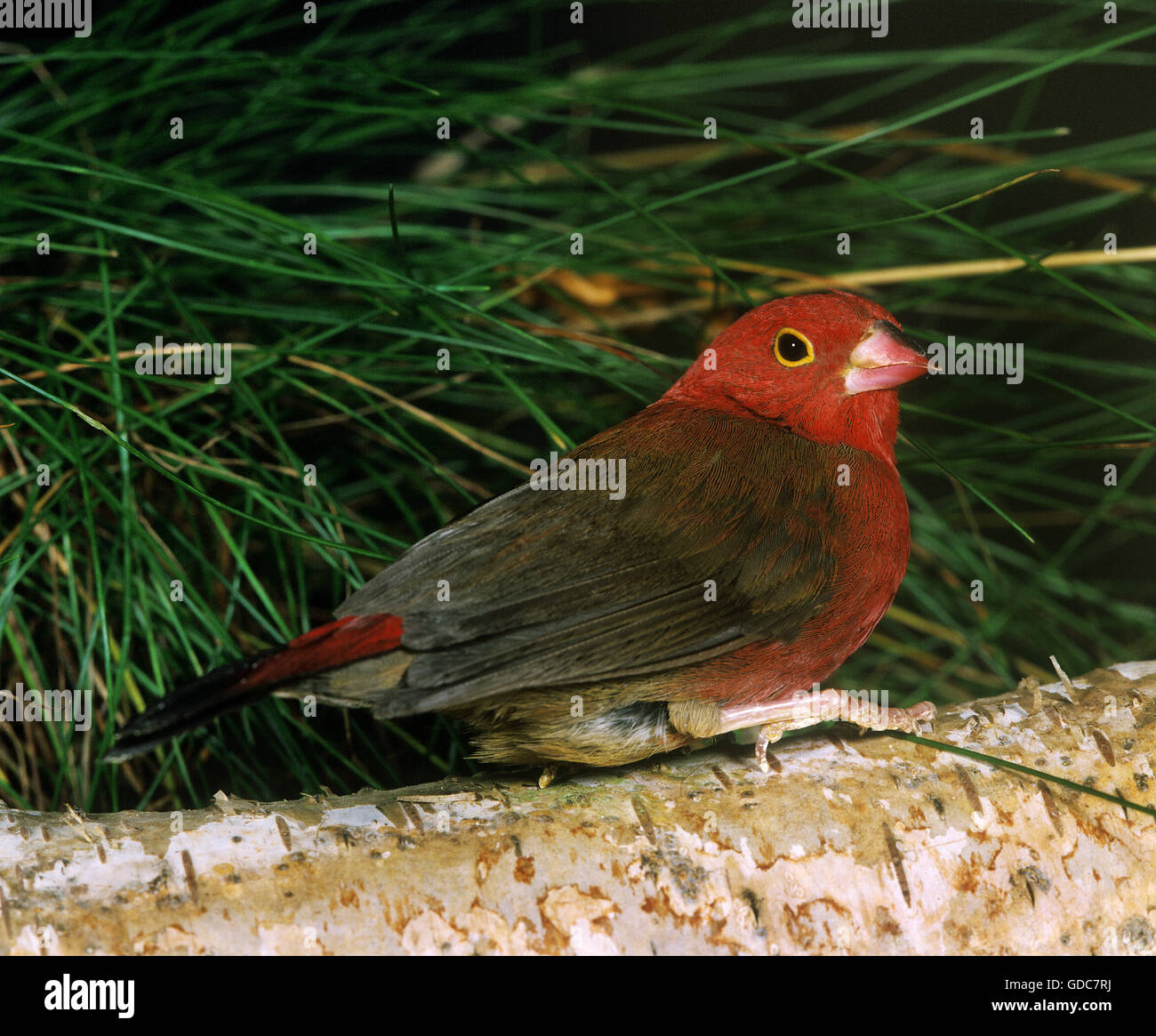 Red-Billed Firefinch, lagonosticta senegala Foto de stock