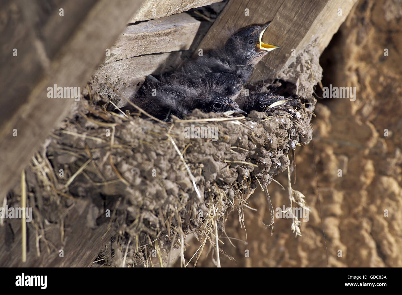 La Golondrina Hirundo rustica, pollitos en el nido, Normandía Foto de stock