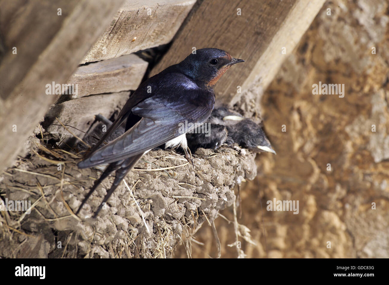 La Golondrina, Hirundo rustica, Adulto con pollitos en el nido, Normandía Foto de stock