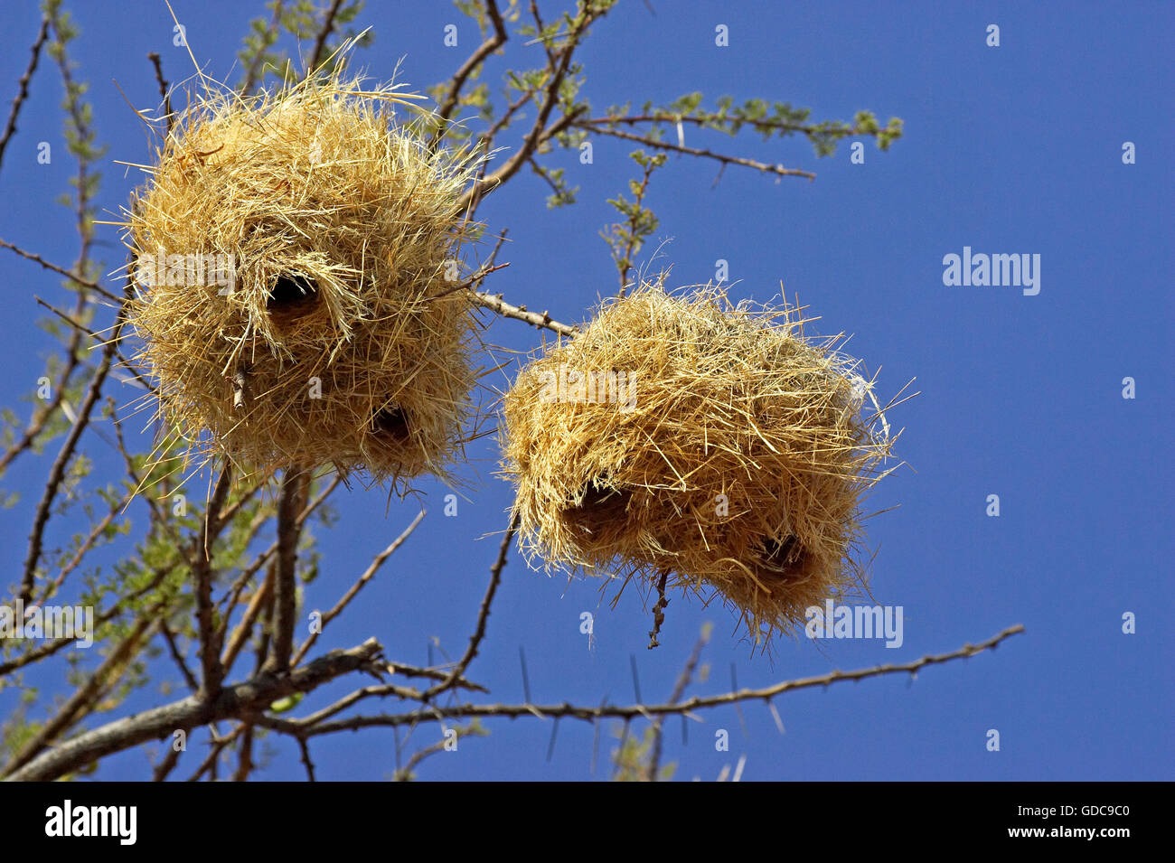 Nests in acacia tree fotografías e imágenes de alta resolución - Alamy