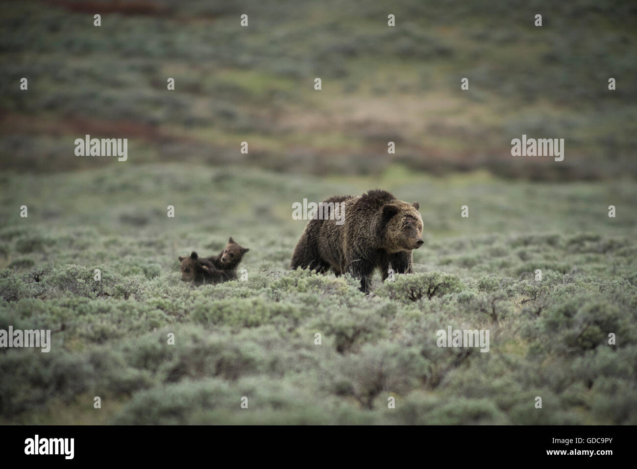 Ee.Uu.,Wyoming,,parque nacional Grand Teton,Grizzly mom con cubs,(m) Foto de stock