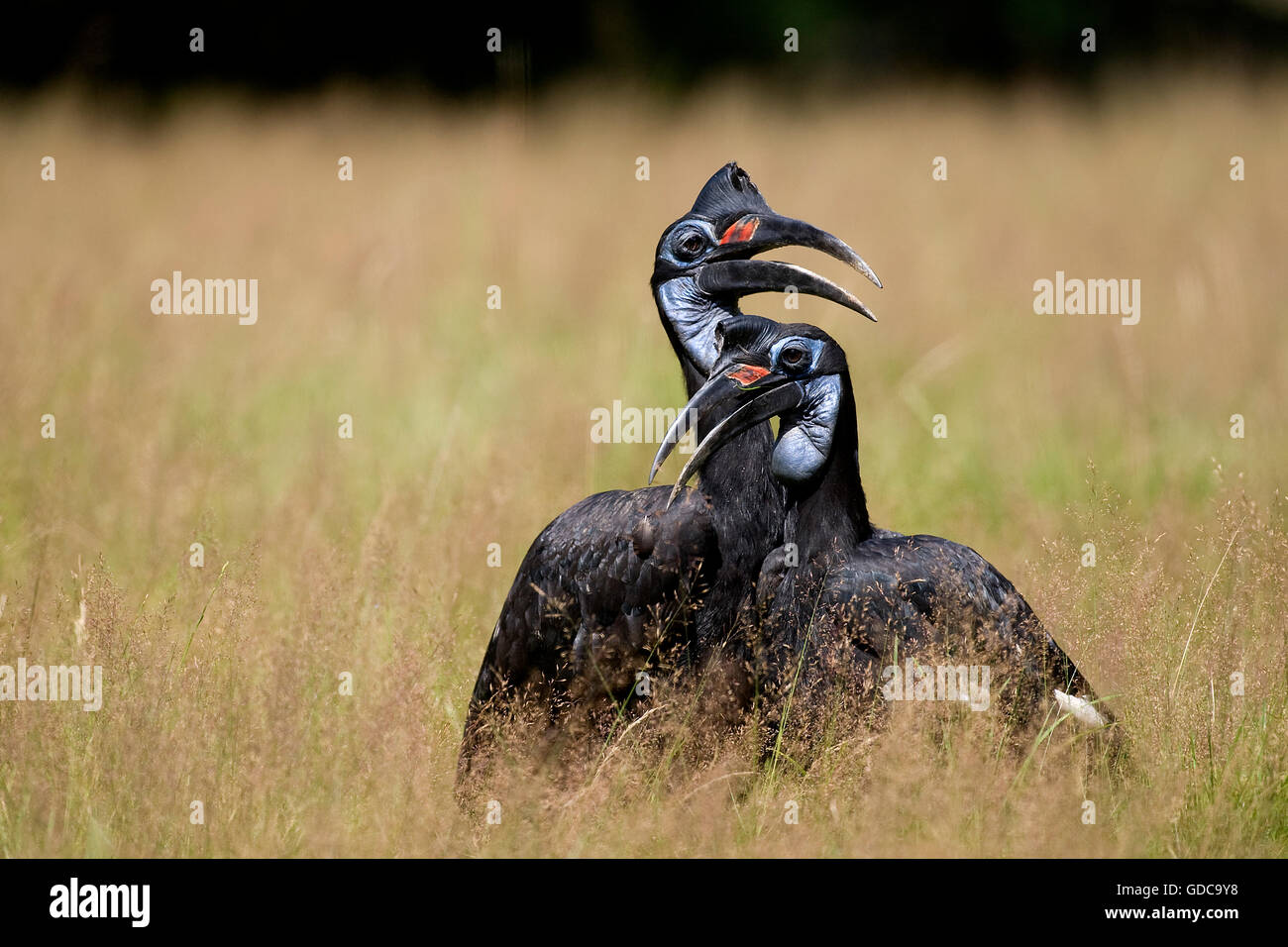 Bucero TIERRA ABYSSIAN O TERRESTRE DEL NORTE bucorvus abyssinicus BUCERO Foto de stock