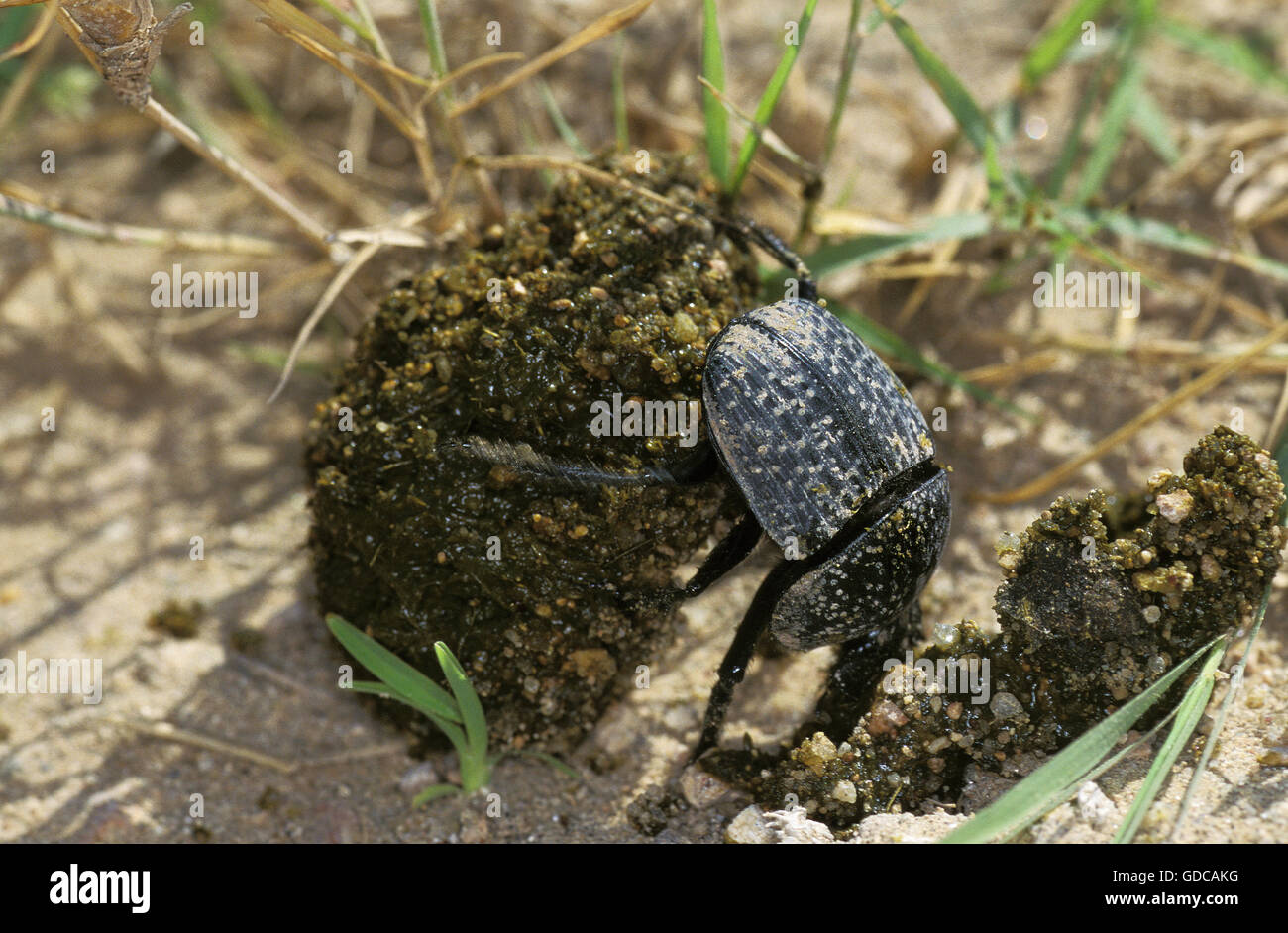 Escarabajos, Adulto, Rodando la Bola de estiércol, Kenya Foto de stock