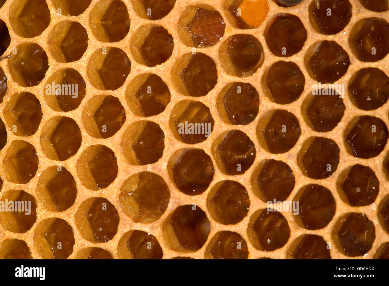 Miel de abejas Apis mellifera en Normandía Foto de stock