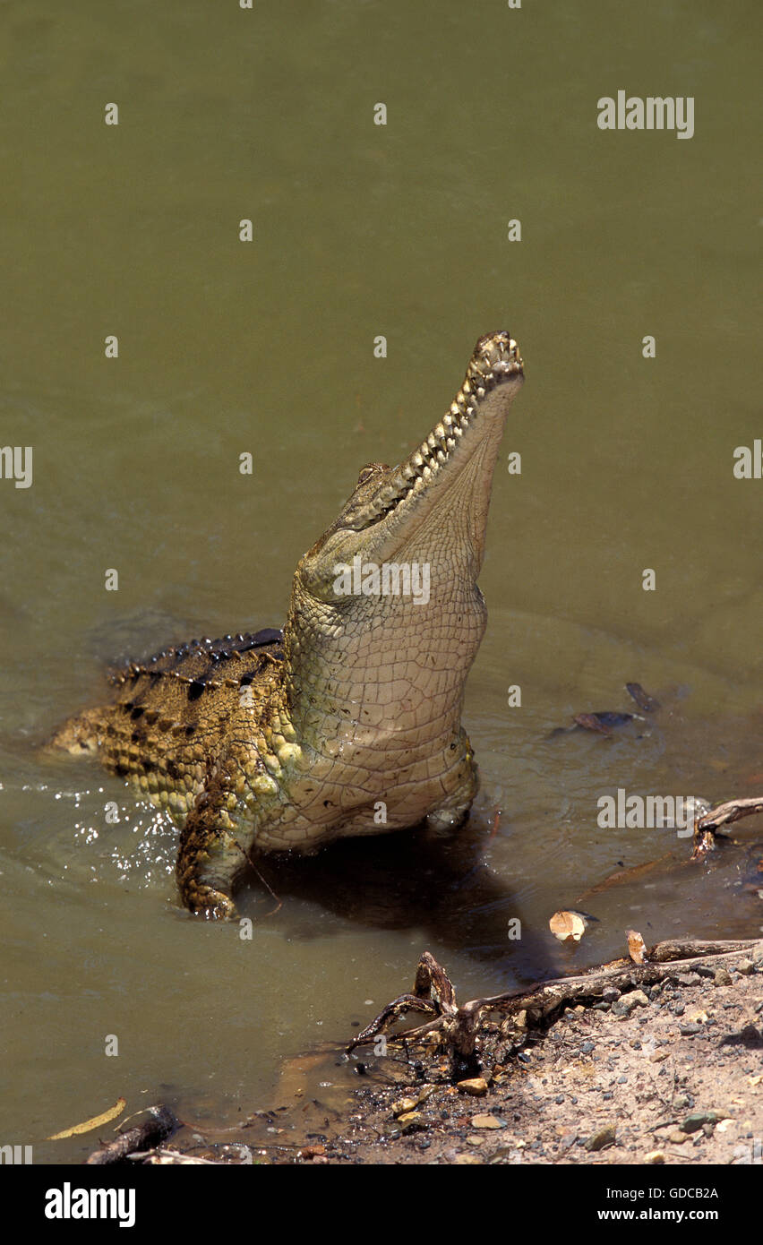 El cocodrilo de agua dulce australiano, Crocodylus johnstoni, adulto emergiendo del agua Foto de stock