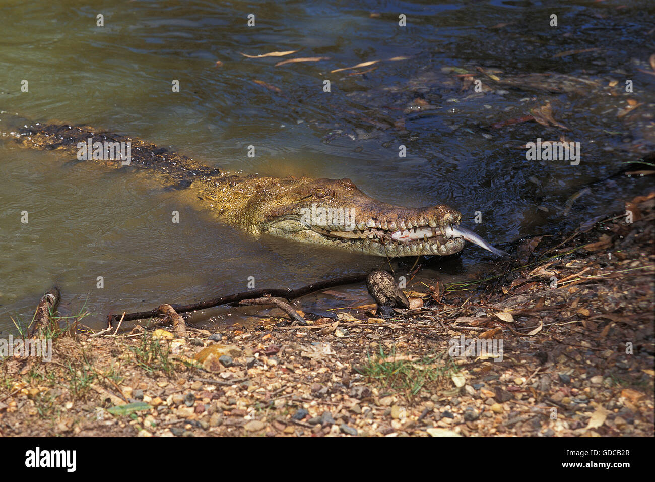 El cocodrilo de agua dulce australiano, Crocodylus johnstoni, Adulto comiendo pescado, Australia Foto de stock