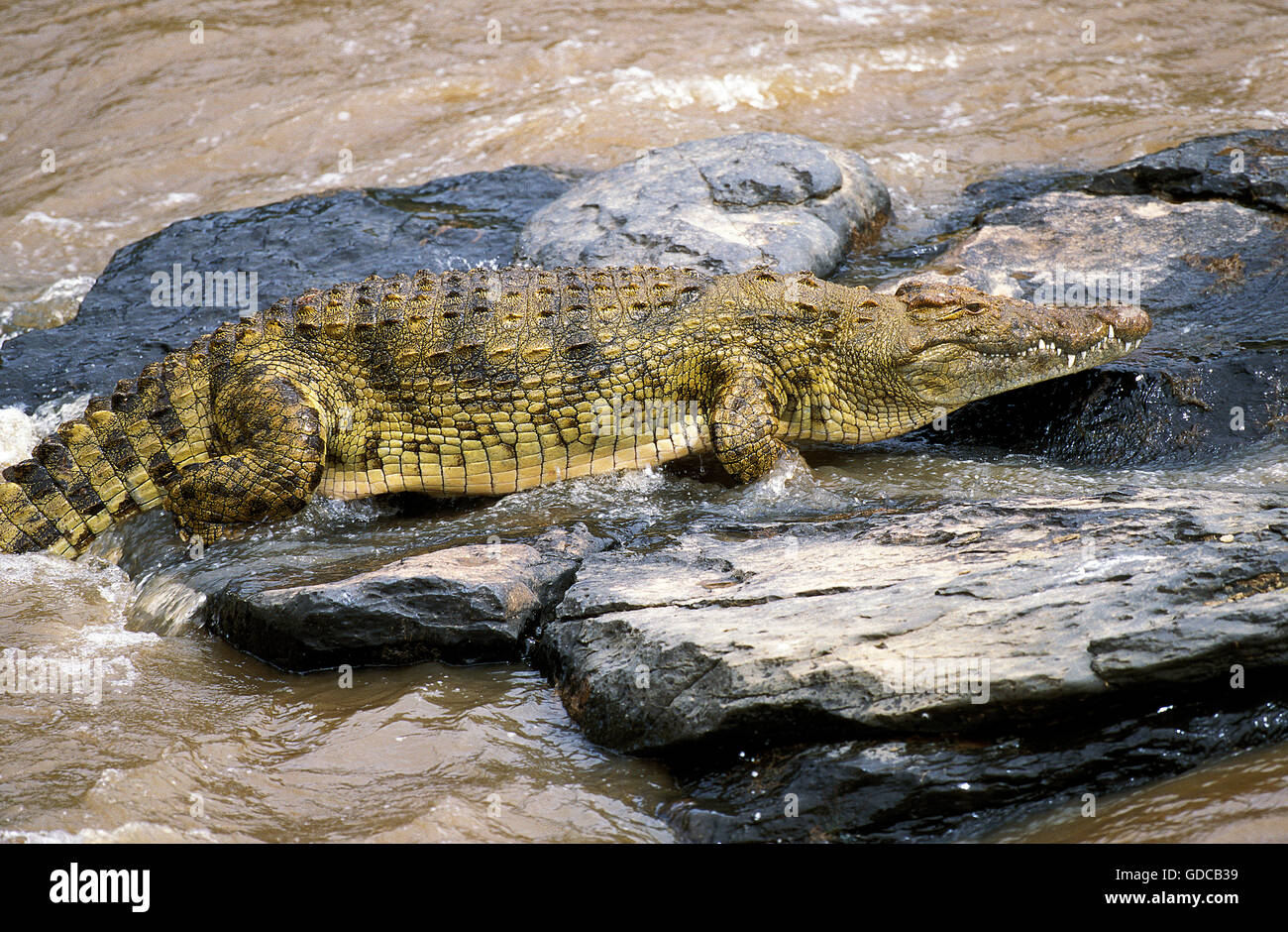 El cocodrilo del Nilo, Crocodylus niloticus, adulto en las rocas, el parque de Masai Mara en Kenya Foto de stock