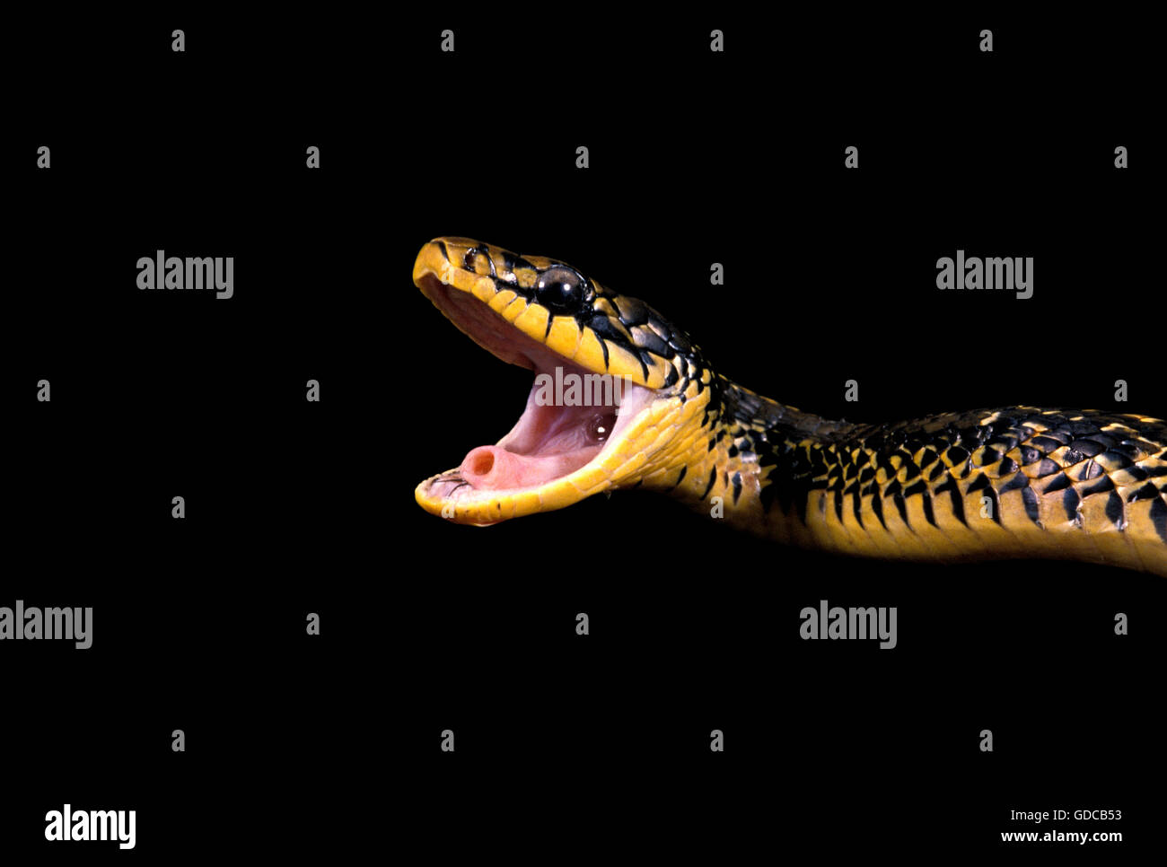 RAT SNAKE spilotes pullatus TROPICAL, adulto con la boca abierta Foto de stock