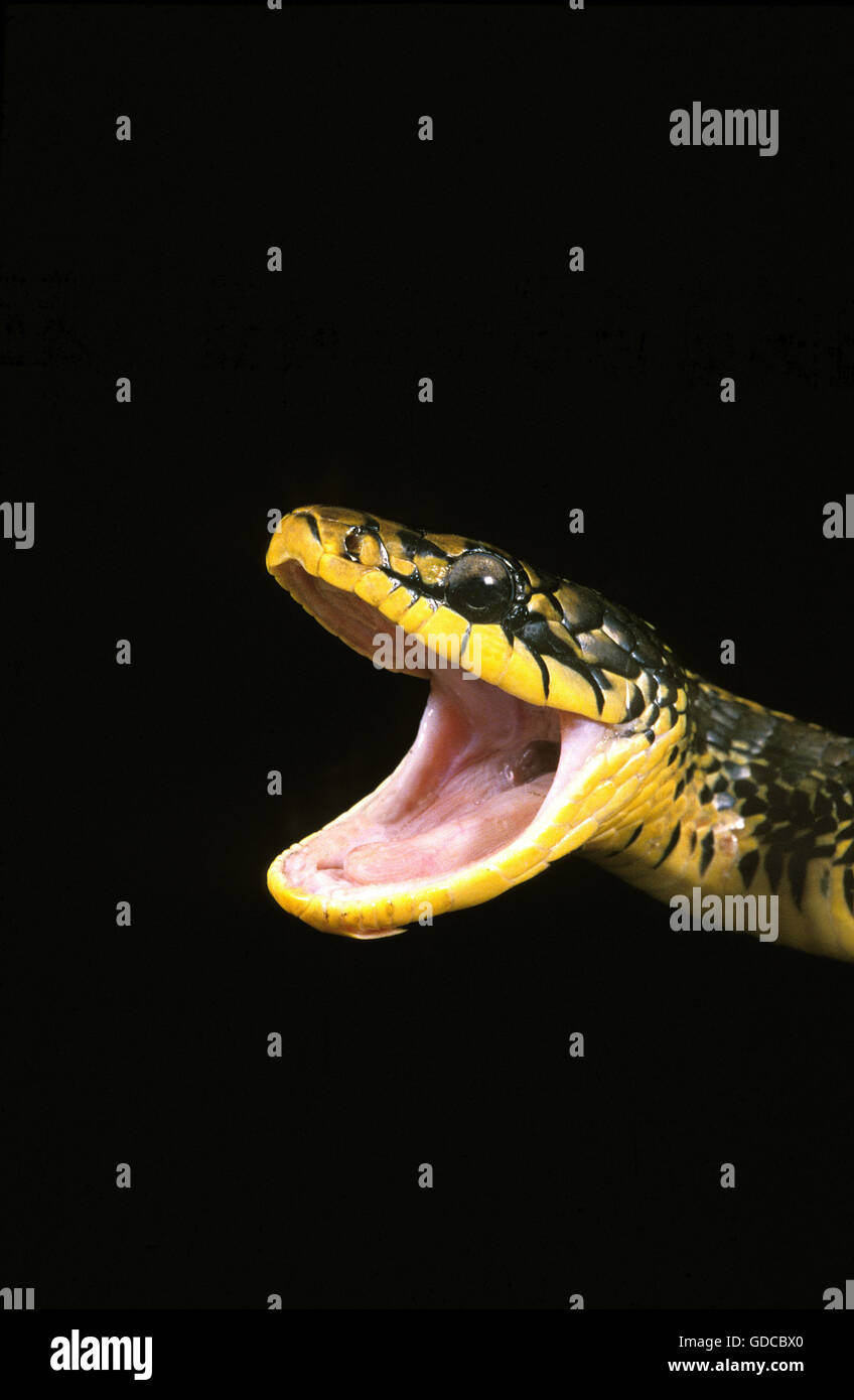 La serpiente, la rata Tropical spilotes pullatus, adulto con la boca abierta contra el fondo negro Foto de stock